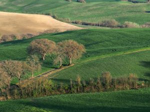 arbres-campagne-toscane-san-quirico-orcia-italie