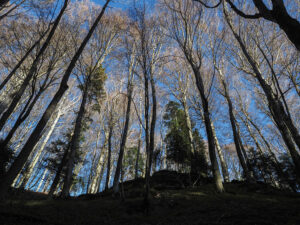 arbres-foret-sentier-sanctuaire-chiusi-della-verna-italie