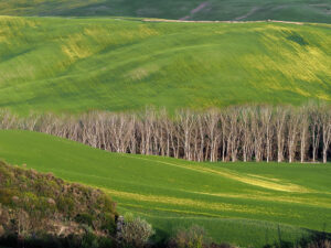 bosquet-arbres-campagne-toscane-san-quirico-orcia-italie