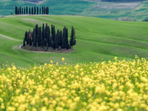 bosquet-cypres-campagne-toscane-san-quirico-orcia-italie
