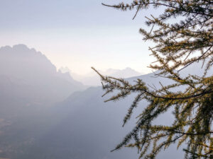 branche-arbre-montagne-nature