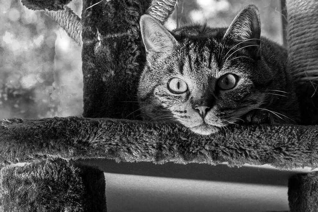 chat-tigre-regard-drole