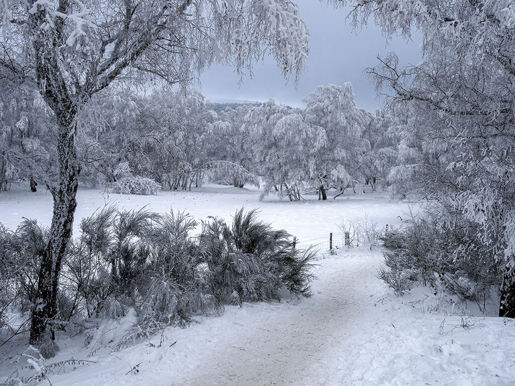 chemin-randonnee-neige-arbres