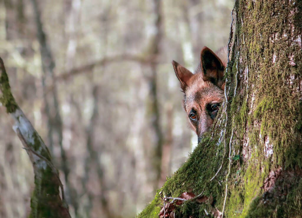chien-berger-malinois-cache-arbre
