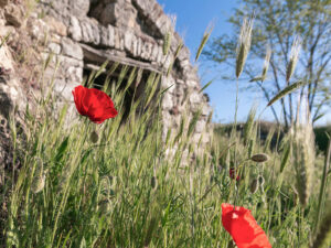 coquelicot-cave-vin-pietragalla-italie