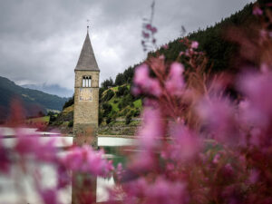 epilobes-rose-lac-clocher-resia-italie