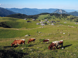 fermes-vaches-paturages-velika-planina-slovenie