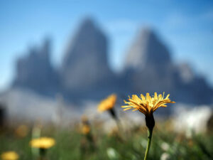 fleur-sentier-tre-cime-lavaredo-dolomites-italie