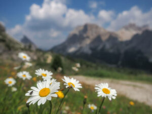 fleurs-sentier-cinque-torri-dolomites-italie