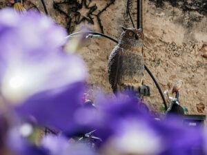 fleurs-violettes-hibou-bois-rue-calascio-italie