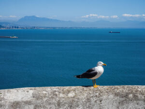 goeland-mer-tyrrhenienne-vietri-sul-mare-italie