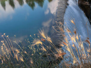herbe-soleil-cascade-niagara-podgorica-montenegro