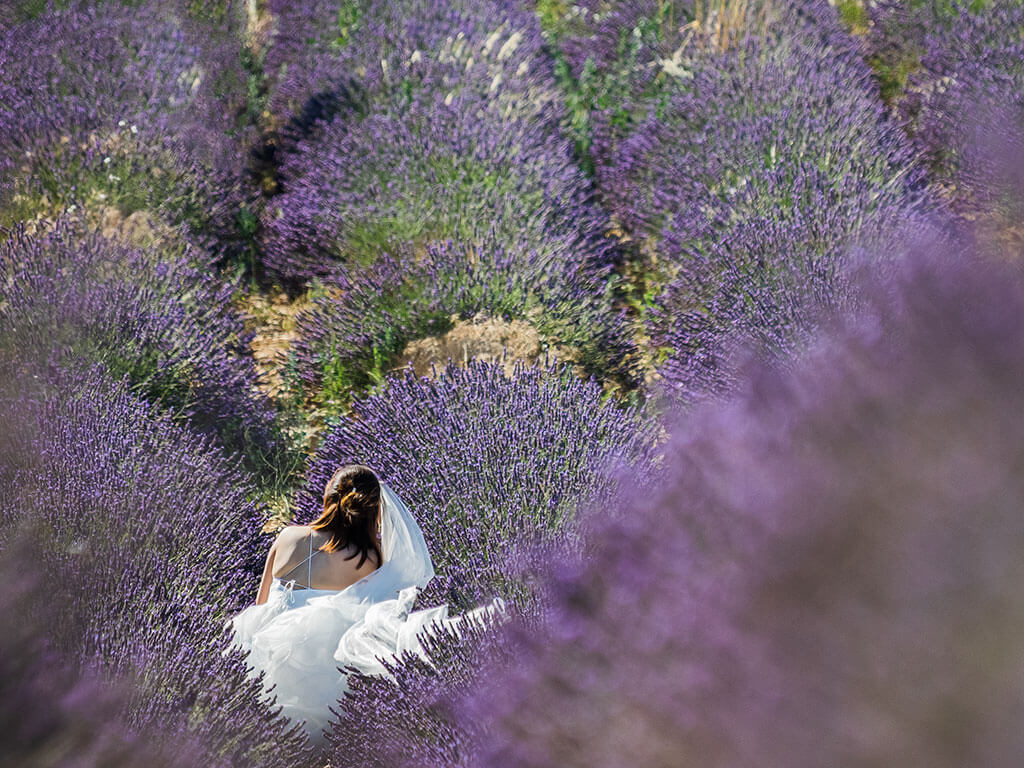 mariee-assise-champ-lavande-plateau-valensole