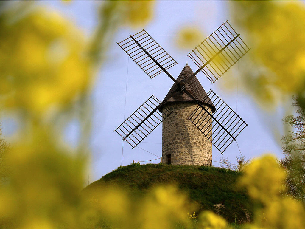 moulin-vent-champ-colza