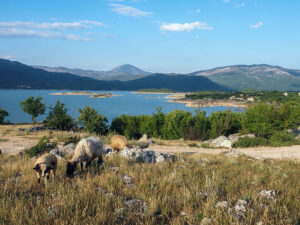 moutons-berges-lac-slansko-montenegro