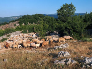 moutons-lac-slansko-bubrezak-montenegro