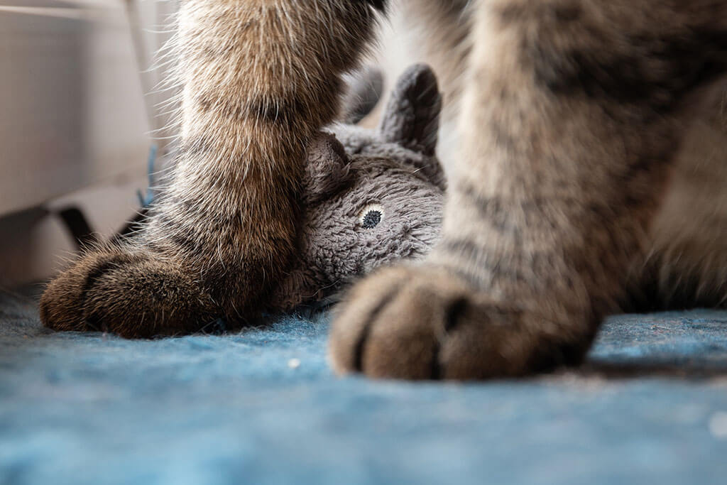 pattes-chat-autour-peluche-souris