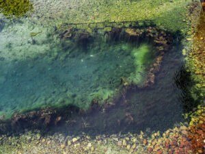 poissons-etang-cailloux-couleurs-kotor