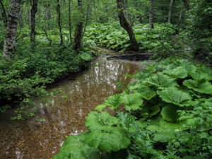 ruisseau-foret-lac-biogradska-gora-montenegro