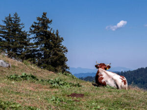 vache-montagne-velika-planina-slovenie