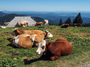 vaches-pré-velika-planina-slovenie