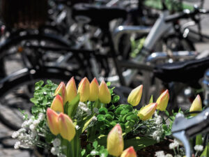 velos-tulipes-jaunes-reu-ljubljana-slovenie