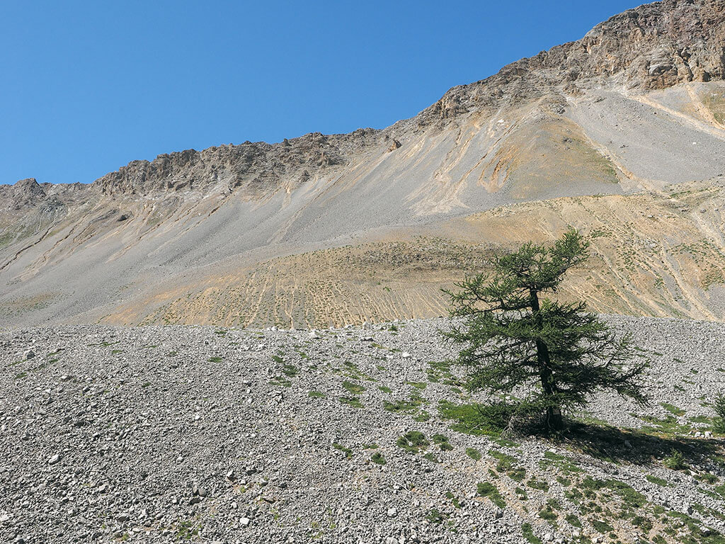 arbre-isole-vallon-opon-gr5-hautes-alpes