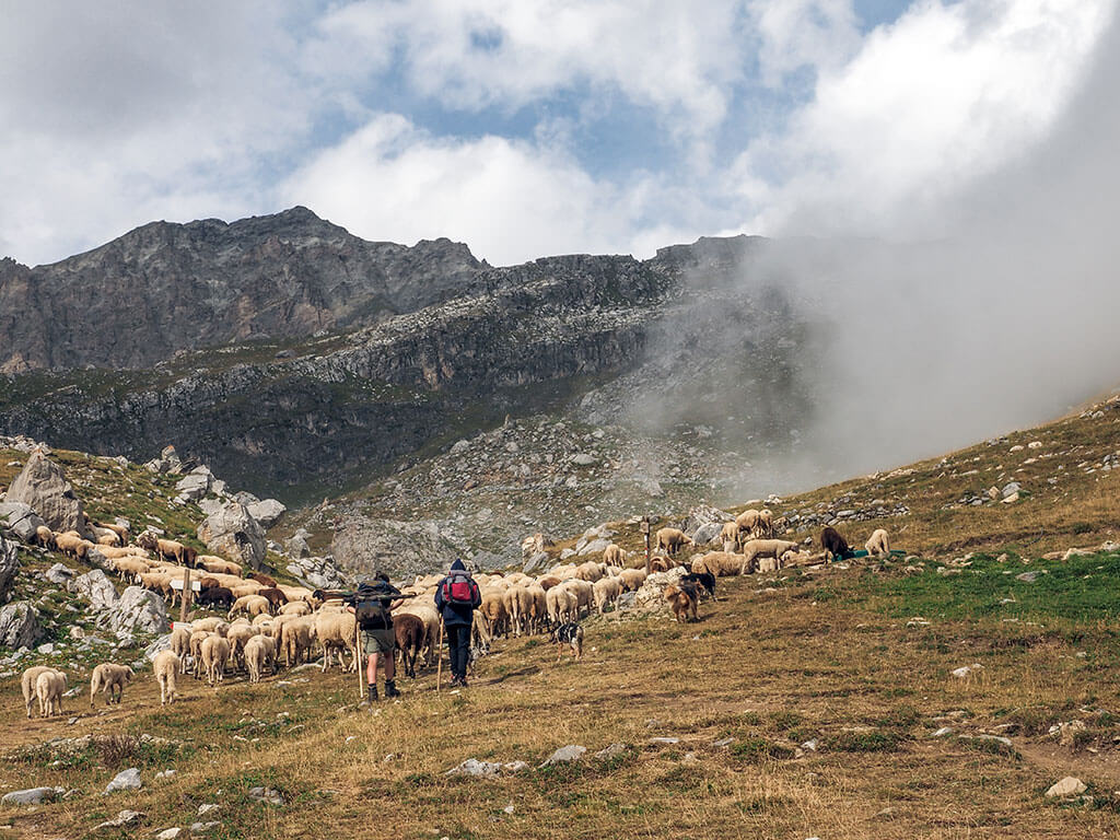 bergers-moutons-vallee-chiappera-alpes-italie