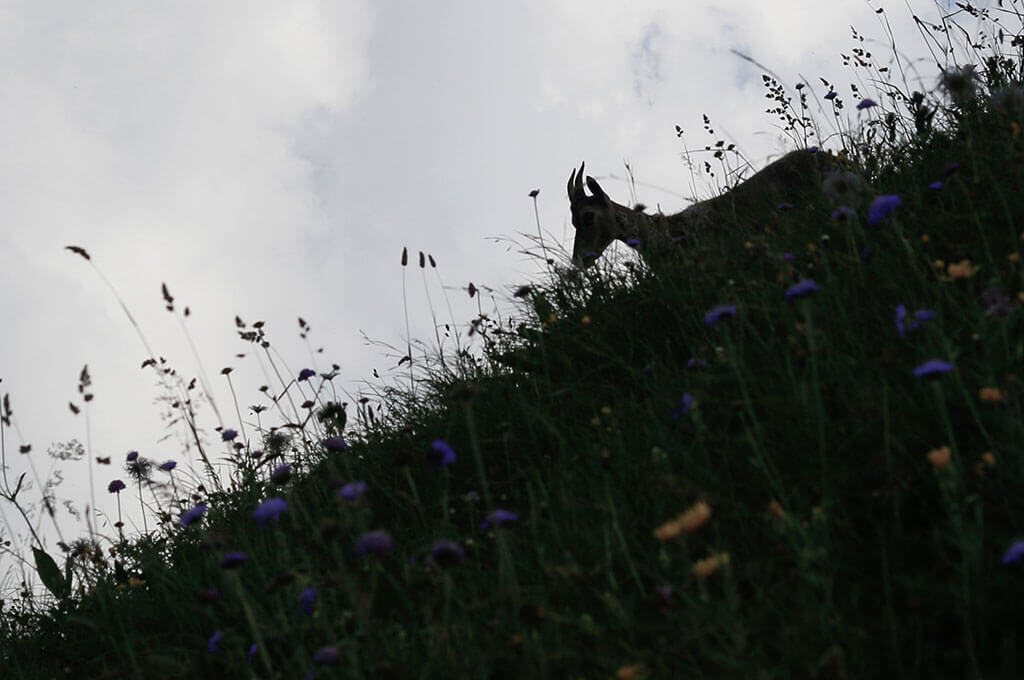 bouquetin-col-bise-gr5-alpes-haute-savoie