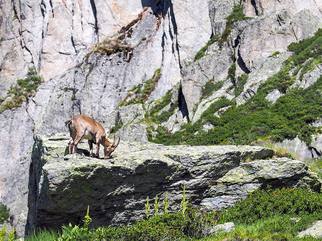 bouquetin-rocher-col-brevent-gr5-alpes-haute-savoie