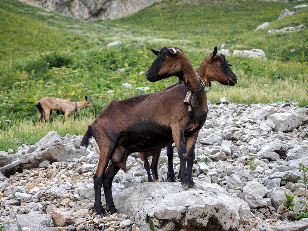 chevres-chalets-bise-gr5-alpes-haute-savoie