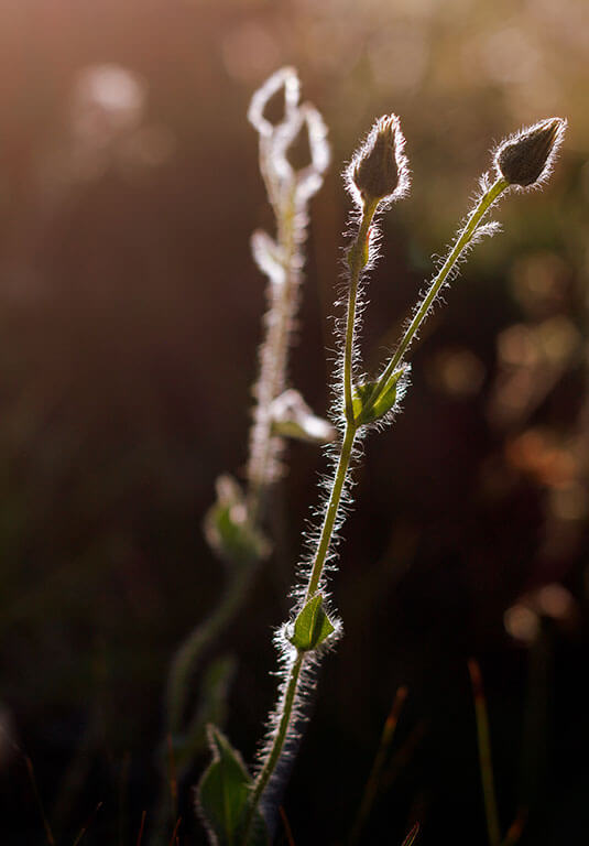 contre-jour-fleurs-poils