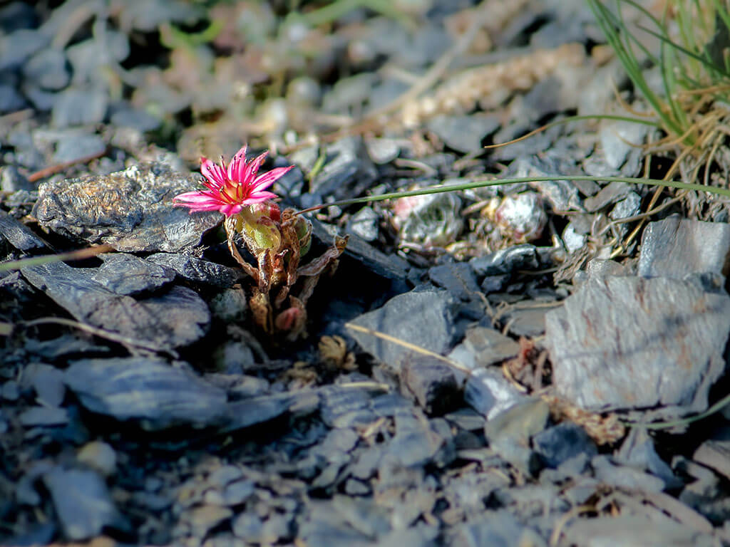 fleur-joubarbe-rouge-montagne-alpes