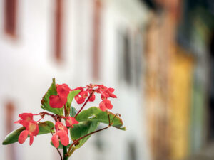 fleur-rue-sighisoara-roumanie