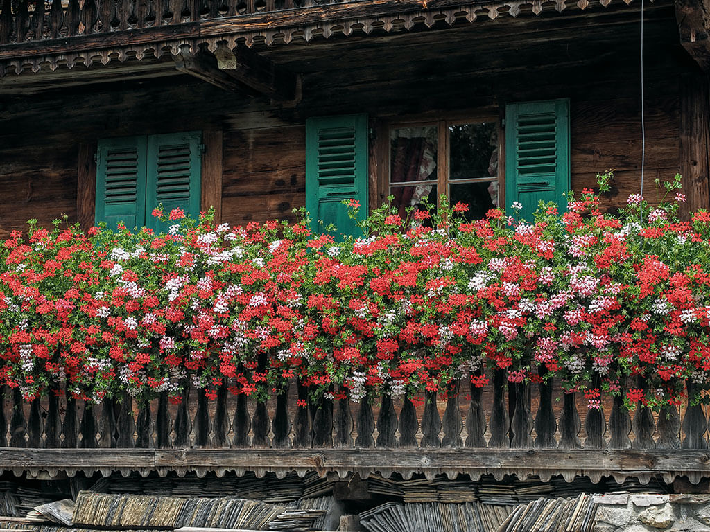 fleurs-jardiniere-chalet-gr5-alpes-chapelle-abondance-haute-savoie