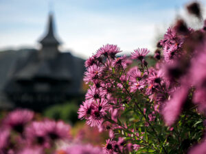 fleurs-rose-parc-monastere-barsana-maramures-roumanie