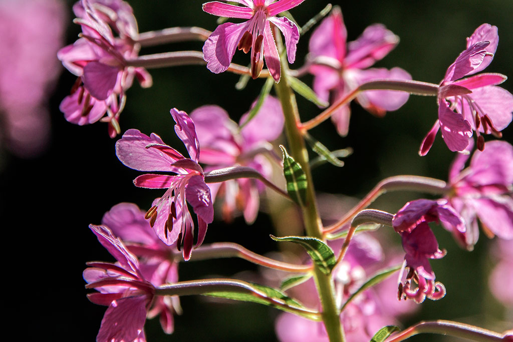 fleurs-roses-epilobe-alpes-savoie