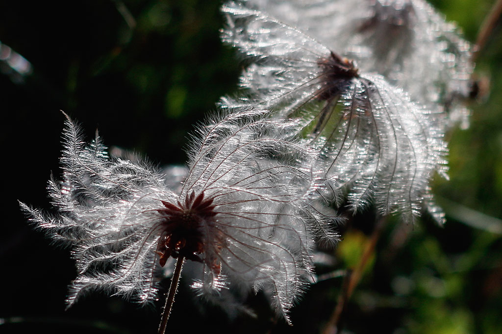 fruits-clematite-alpes