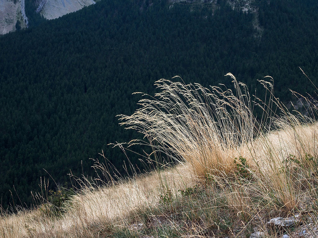 herbe-seche-soleil-montagnes-alpes