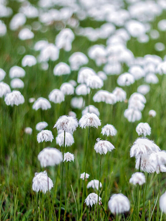 linaigrettes-lac-grattaleu-gr5-alpes-savoie