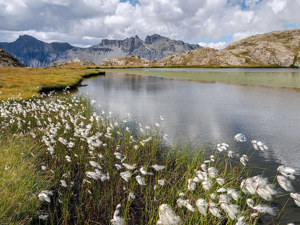 linaigrettes-lacs-morgon-alpes-maritimes