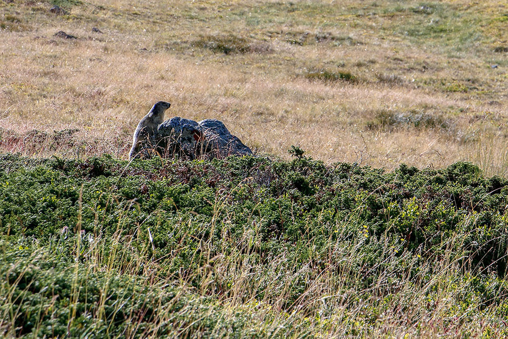 marmotte-rocher-alpage-alpes