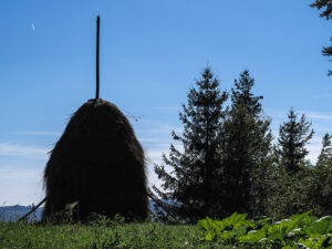 meule-foin-arbres-campagne-monts-apuseni-roumanie