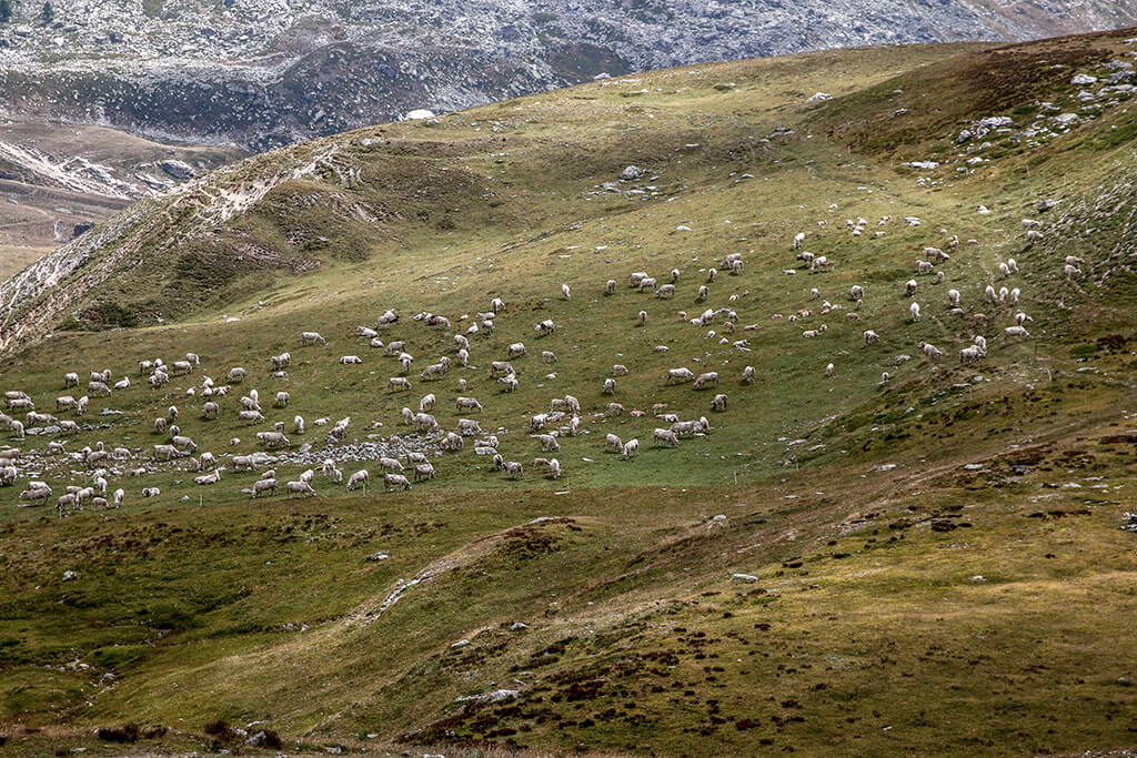 moutons-vallon-mary-alpes-haute-provence