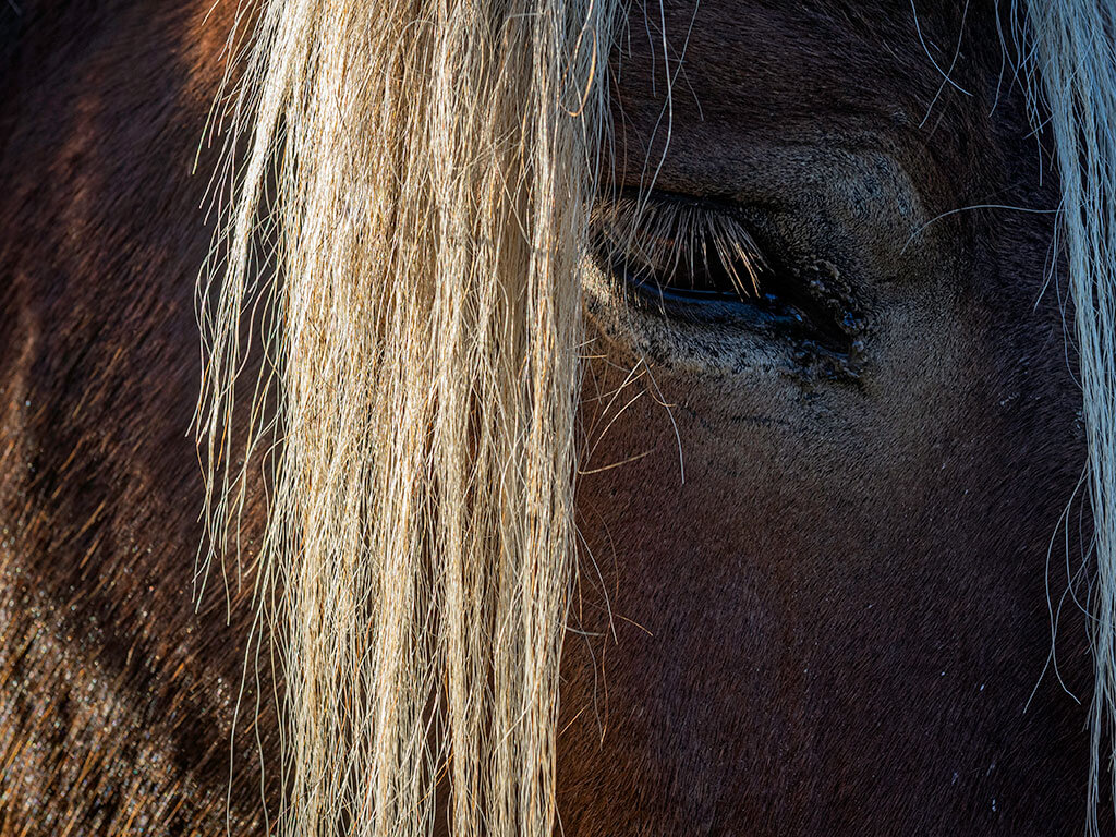 oeil-criniere-blonde-cheval