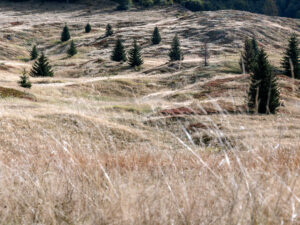 paysage-campagne-maramures-roumanie