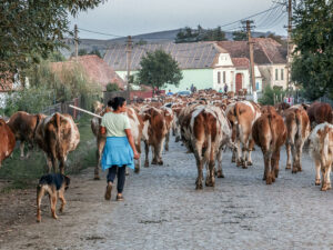 paysanne-retour-troupeau-vaches-rue-viscri-roumanie