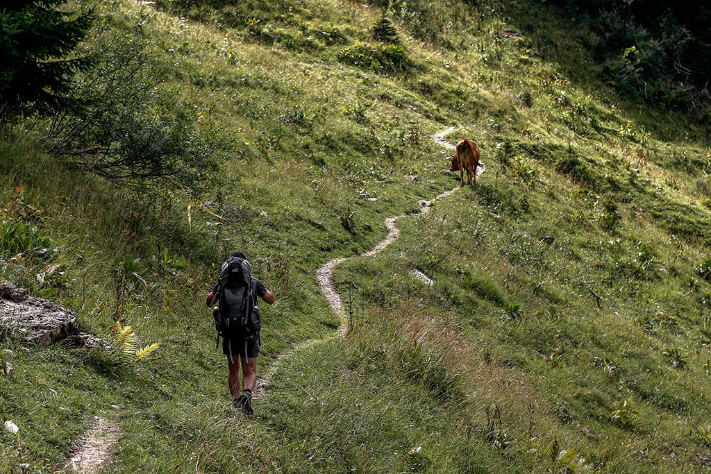 randonneur-vache-gr5-alpes-haute-savoie