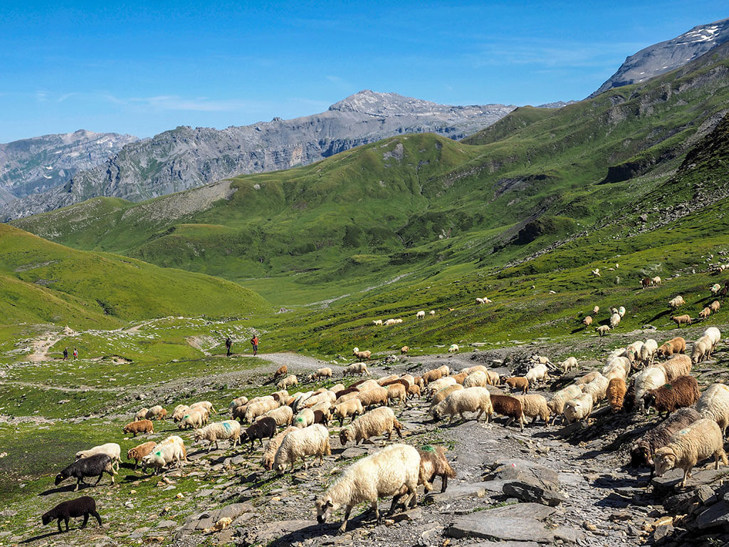 randonneurs-moutons-lac-anterne-gr5-alpes-haute-savoie