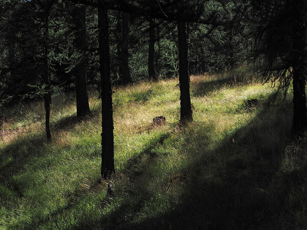 rayon-soleil-foret-herbe-jaune